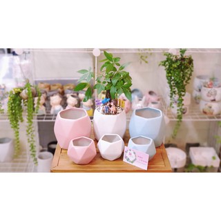 Chậu sứ trồng cây mẫu đa giác