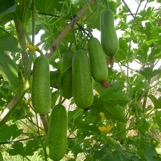 Hạt giống bí đao sặt/bí đao tròn/bi đao chanh cao sản F1