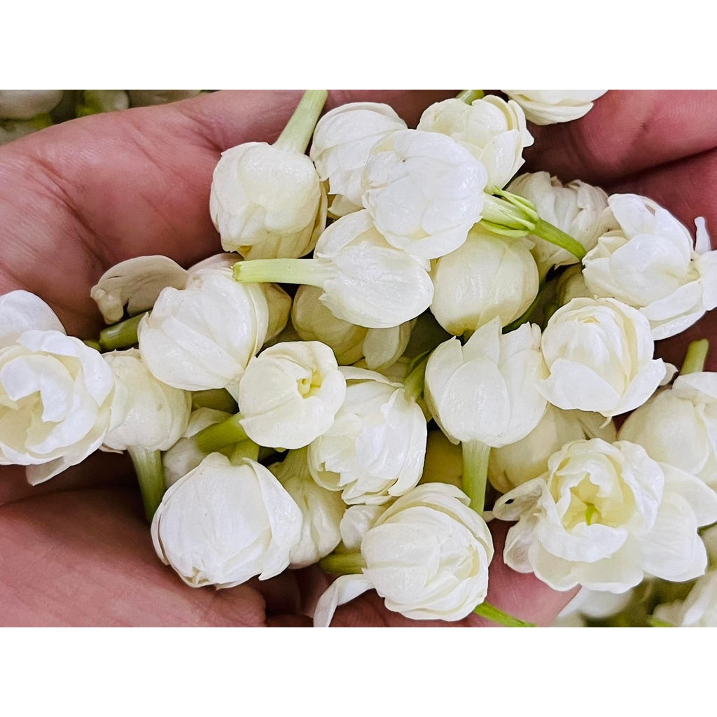 [100% Tự Nhiên] Nước Cất Hoa Tinh Khiết KAROSE 100ml