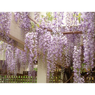 Cây hoa Tử đằng Nhật Bảo tím leo, VÒNG HOA SIÊU ĐẸP