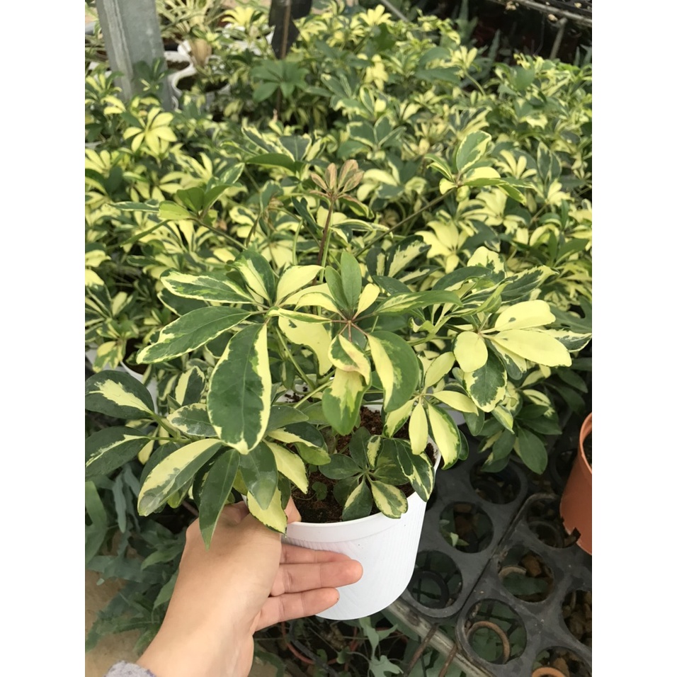 Cây ngũ gia bì var