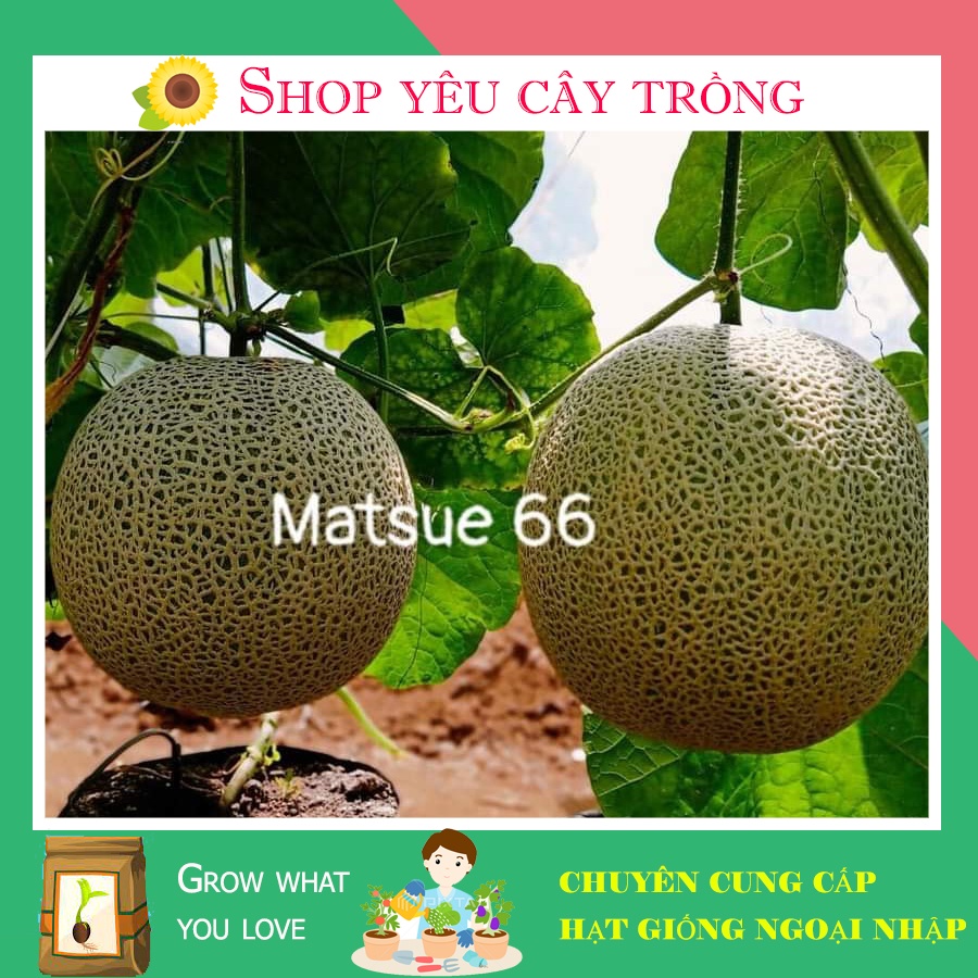 Hạt Giống Dưa Lưới Nhật Matsue 66 gói 10 hạt