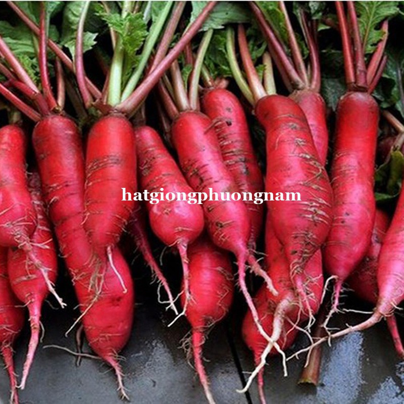 HẠT GIỐNG CỦ CẢI ĐỎ DÀI