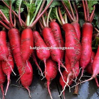Hạt giống củ cải đỏ dài