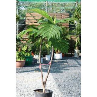 Cây 🌲 Sake cao 1m6