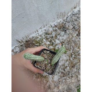 Xương rồng euphor