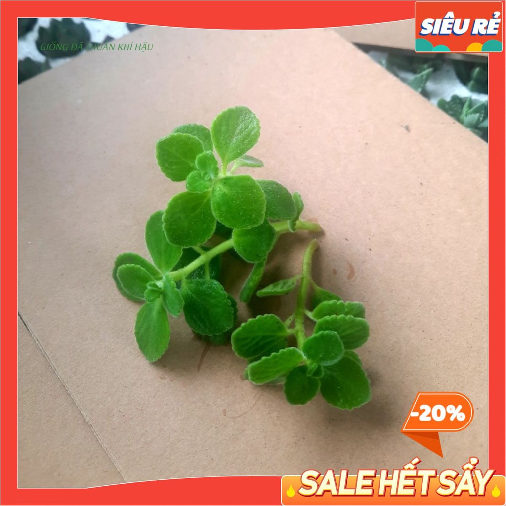 - Nhánh sen đá giống - SEN THƠM (nhất mạc hương) cực dễ chăm nhanh ra rễ MAYAA