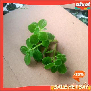 - nhánh sen đá giống - sen thơm cực dễ chăm nhanh ra rễ mayaa