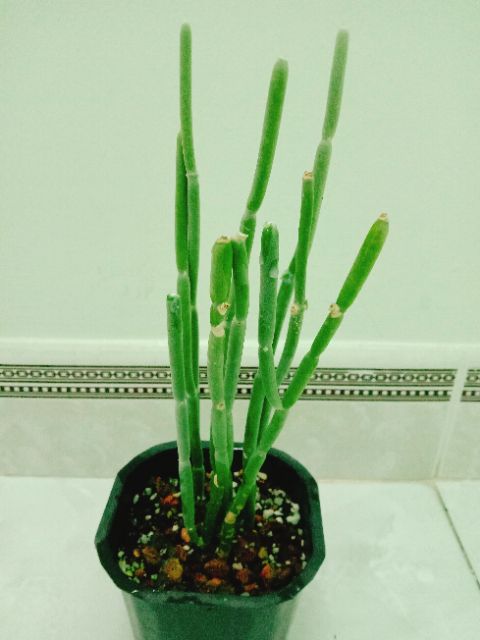 Sen bó đũa và euphoria