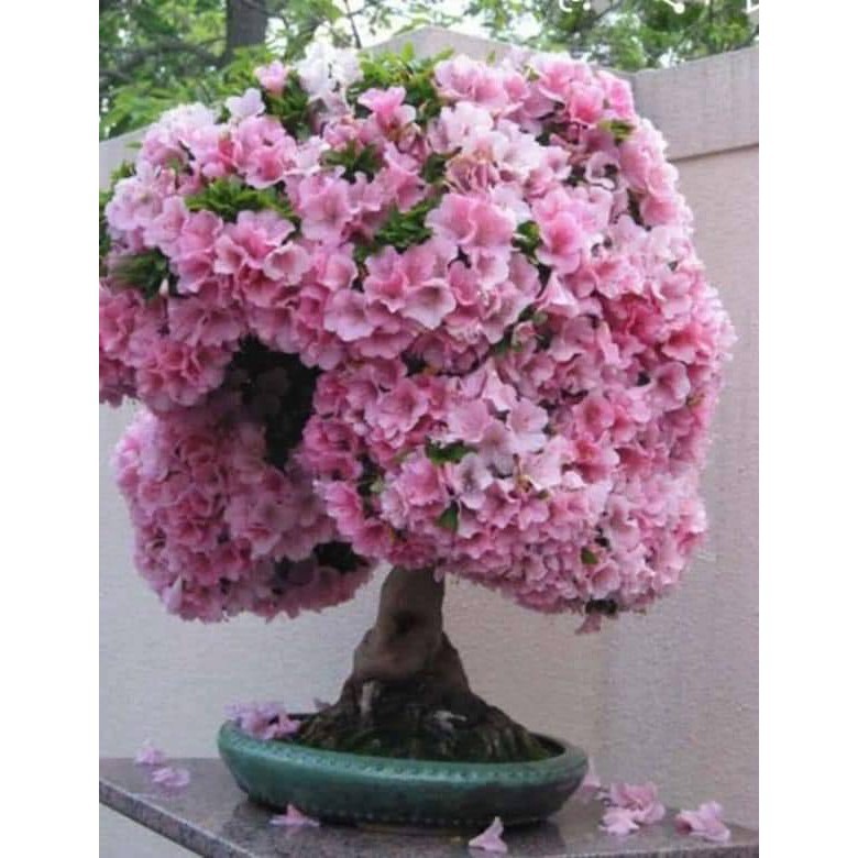 Sản phẩm CÂY GIỐNG HOA ĐỖ QUYÊN NHẬT BẢN ĐỦ MÀU + Tặng  phân hữu cơ cao cấp