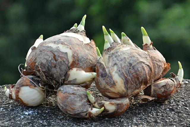 Củ Hoa Thủy Tiên Nước Hoa Trắng Nhụy Vàng