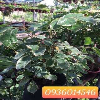 Đinh lăng cẩm thạch - Cây nội thất may mắn
