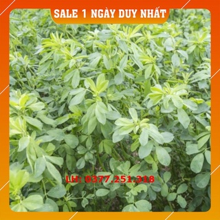 Hạt giống cỏ alfalfa linh lăng - cỏ họ đậu - cỏ chăn nuôi trâu, bò, dê, ngựa, thỏ ...
