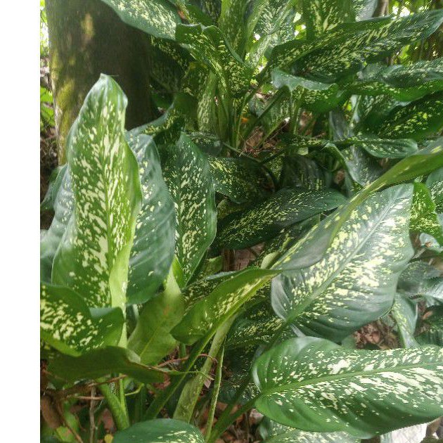 Cây ngọc ngân loại nhỏ không chậu