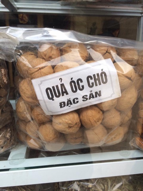 Óc chó Tây Bắc