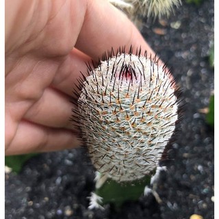 Xương rồng (họ Mammillaria)