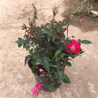 HOA HỒNG QUẾ Bụi Ra Hoa Quanh Năm,Bụi Xum Hoa Có Mùi Thơm Nhẹ