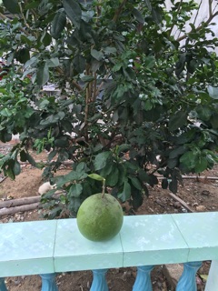 Bưởi da xanh ruột đỏ
