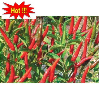 Hạt Giống Ớt Chỉ Thiên Siêu Cay 20 HẠT