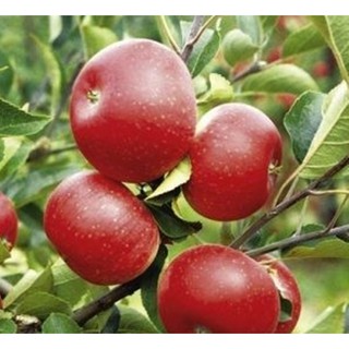 Hạt giống táo đỏ lùn - Gói 5 hạt