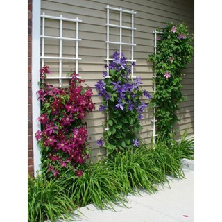 [củ giống] Củ hoa leo ông lão - Clematis uncinata