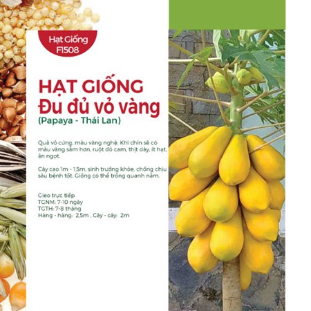 Hạt Giống Đu Đủ Vỏ Vàng F1 Thái Lan (5 hạt) - AN AN SAIGON