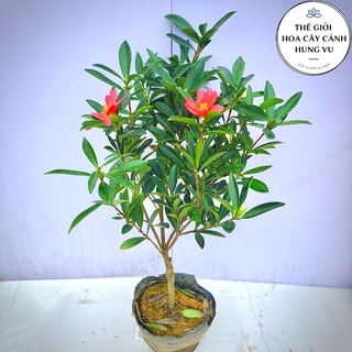 Cây Trà tứ quý đang nụ và hoa quanh năm cao 50-60cm .