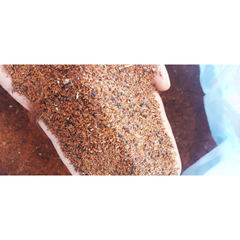 100 gram hạt bạch đàn đỏ