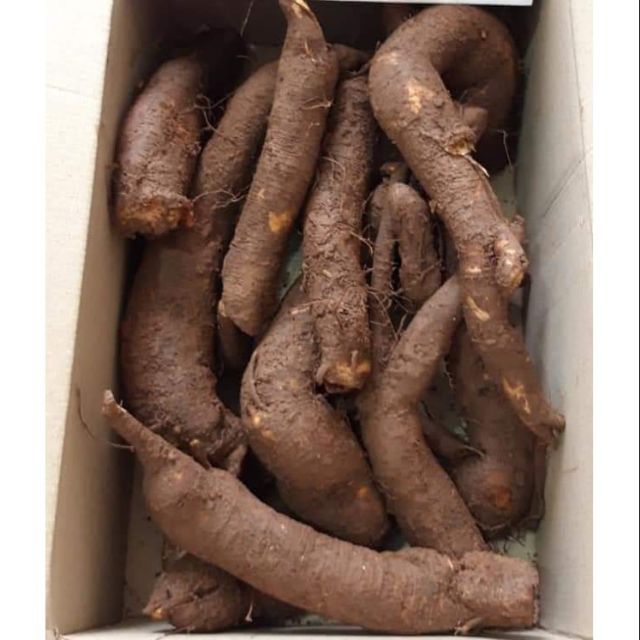 Củ gai an thai 1kg