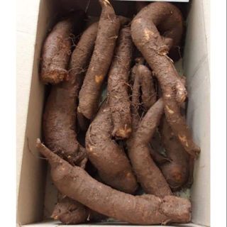 Củ gai an thai 1kg