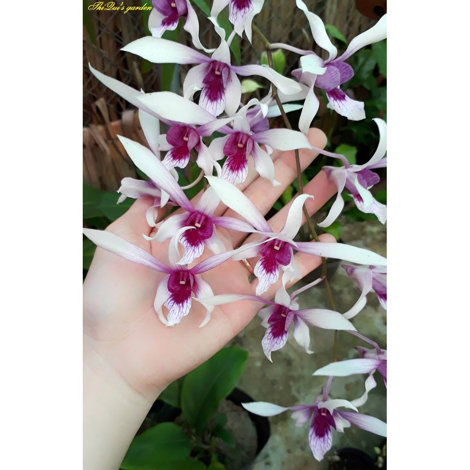 Vitamin B1 (Chai 500ml)