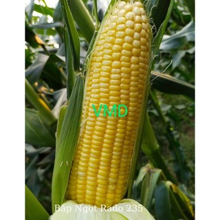 Hạt giống Bắp Ngọt ( Bắp Mỹ )