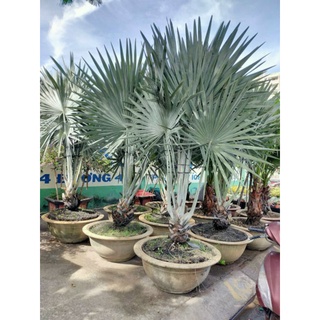 Cây giống kè bạc trắng