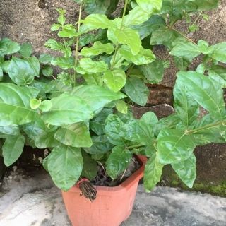 Cây giống hoa nhài ta