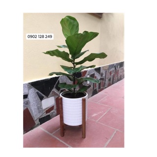 Cây bàng sing chậu nhựa