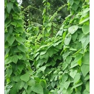 Hạt giống sương sâm lông