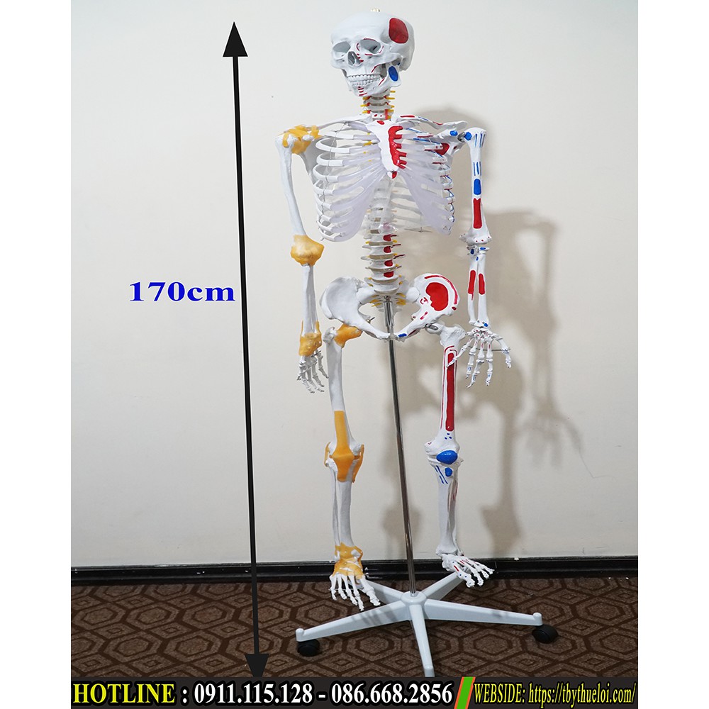 Bộ mô hình xương người -Mô hình xương người 1m70 -nhựa PVC cao cấp