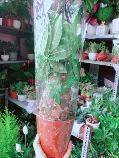 Kim Ngân 1 Thân Lớn
