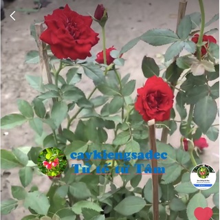 caykiengsadec Cây hoa Hồng (đỏ) siêu nụ-tặng phân bón-hoa kiểng lá-trang trí nội thất cảnh quan sân vườn ngoài trời