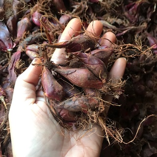 Sâm Đại Hành Giống Củ Tươi 100CỦ sp3