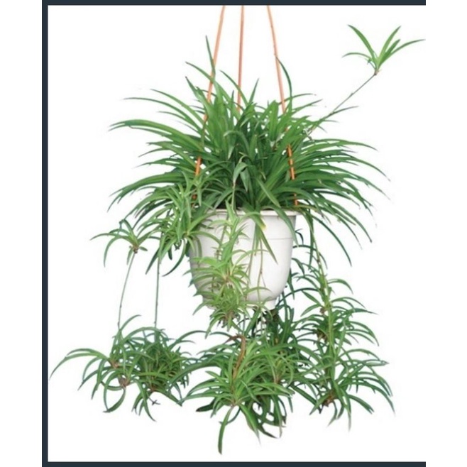 Bầu cây lan chi dây nhện mẫu tử cây mến khách to đã có nhánh cây con đu xuống đẹp