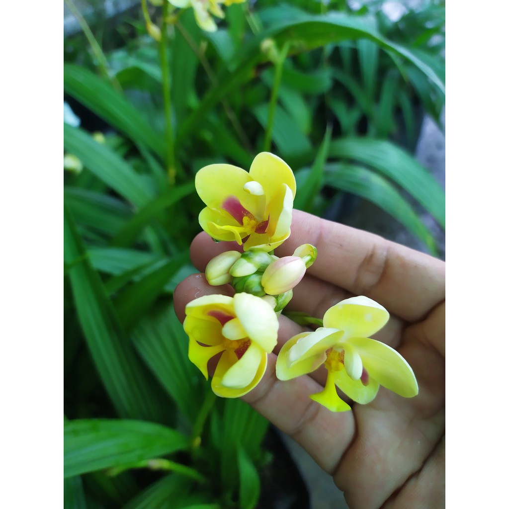 Lan Chu Đỉnh Mix Màu - Hoa Lan