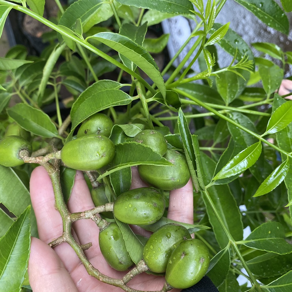 Cóc thái siêu quả, cây trưởng thành đang sẵn hoa