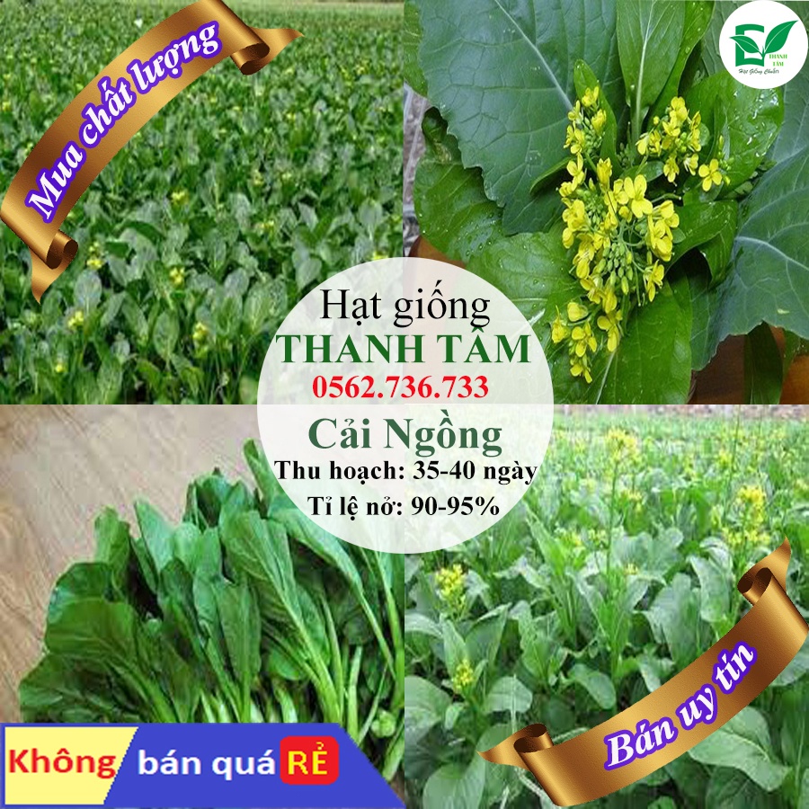 [ Bán chạy ] Hạt giống Cải ngồng-20g (tặng kèm 20 hạt Cải Kale Khủng Long)