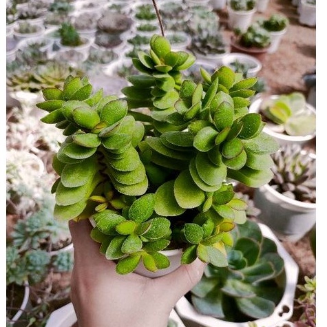 Sen đá Canh Buom Long Xanh - Xanh viền tím siêu xinh xắn - Size trung - Vườn Đà Lạt