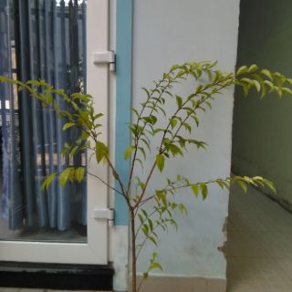 Mai chiếu thủy, loại lá lớn (freeship)