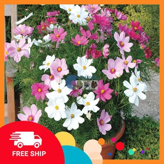 Bộ gói 100 hạt giống hoa cúc cánh bướm