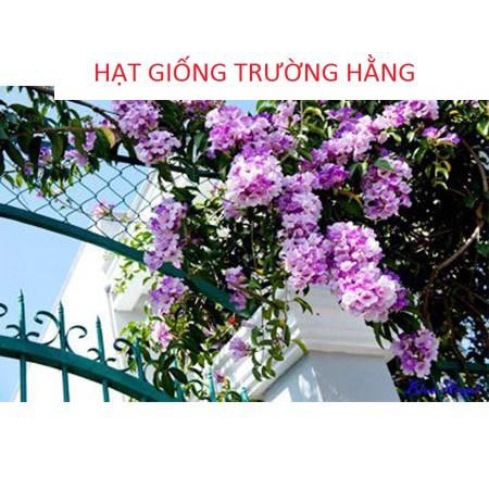 Hạt giống Dây ánh hồng hoa đẹp dễ trồng leo nhanh 5 hạt