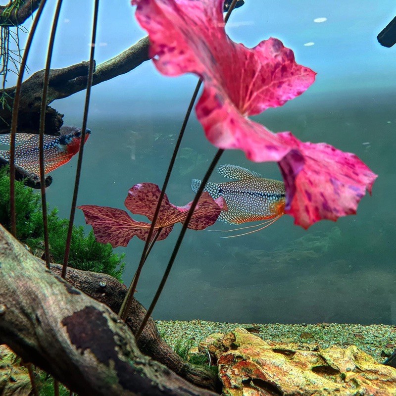 Cây Thuỷ Sinh SEN TIGER | Củ Sen Tiger Mini Thủy Sinh