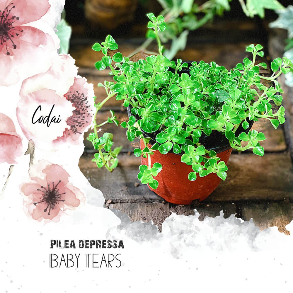 Cây Pilea depressa Baby Tears (Lệ Nhi, Nước Mắt Trẻ Con) chậu nhựa